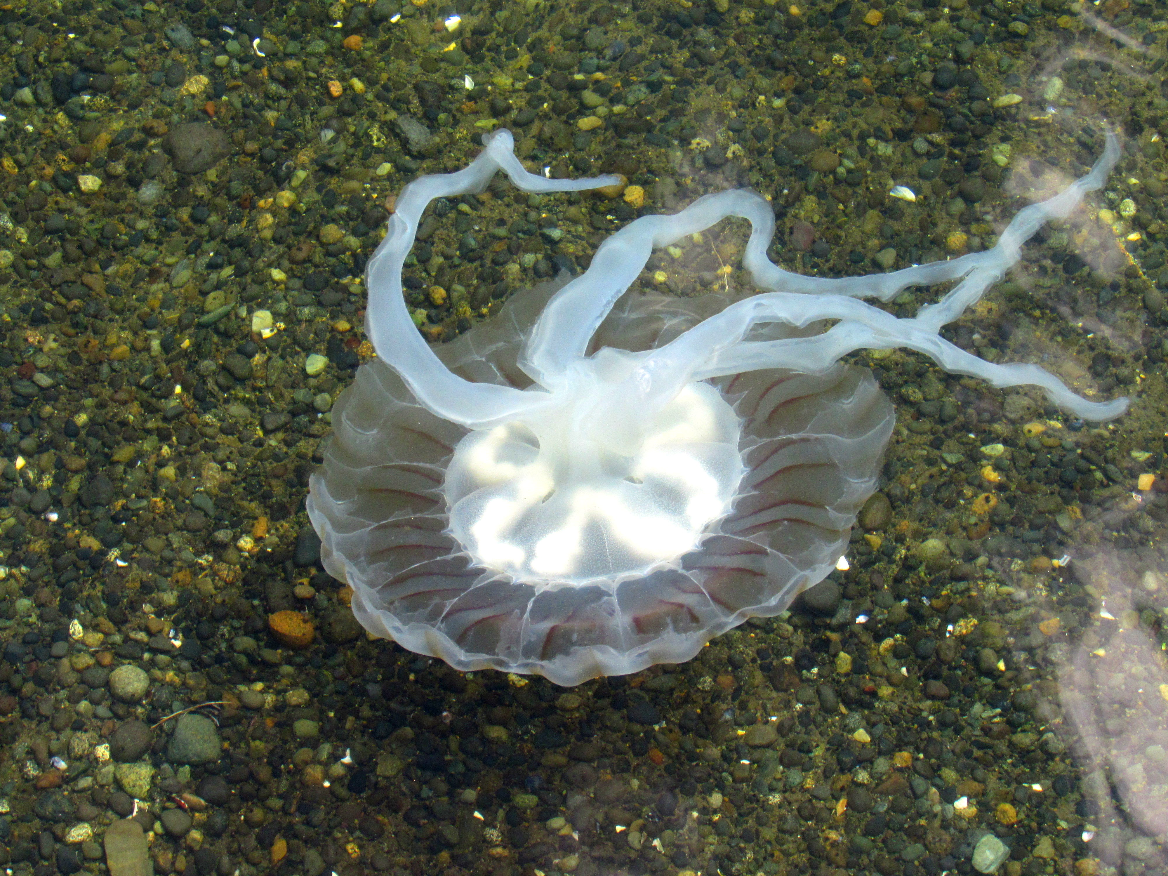 medusa 5
