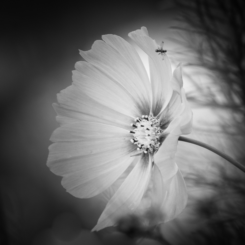 An Afternoon In The Garden