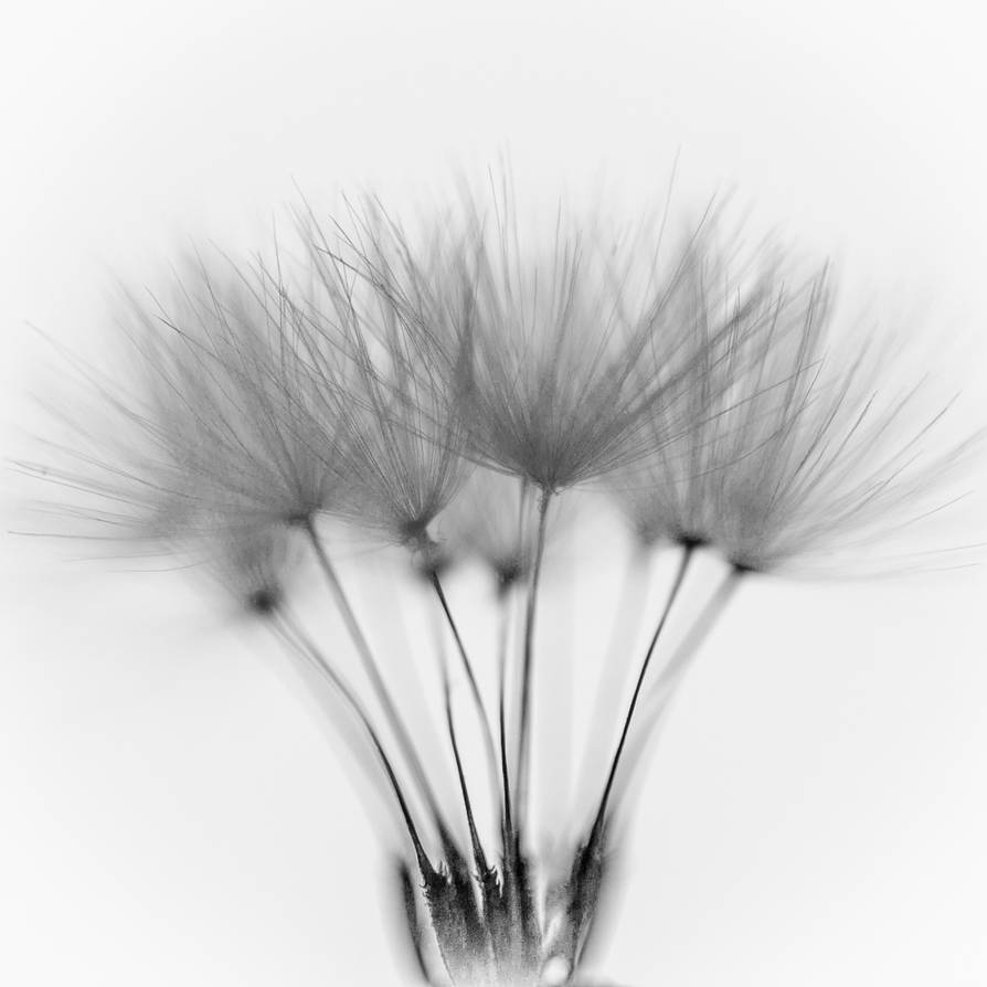 Tenderness 3 by pillendrehr Tenderness 3 by pillendrehr
