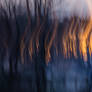 Burning trees