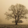 Alone in the mist 2