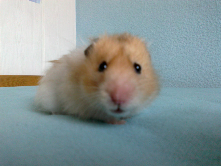 Hamster Gregory House