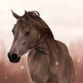 ~ Arabian Horse Headshot ~