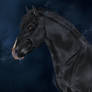 ~ Pura Raza Espanola Stallion ~