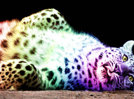 Rainbow pard