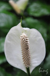 Flamingo Flower