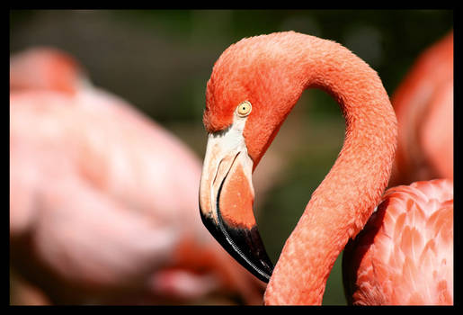 Flamingo diptych