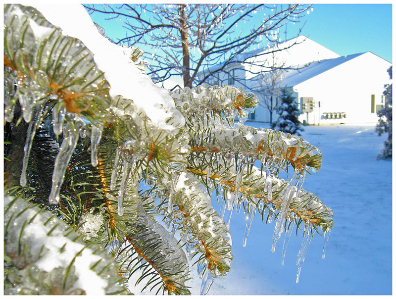 2004 Ice Storm Victim