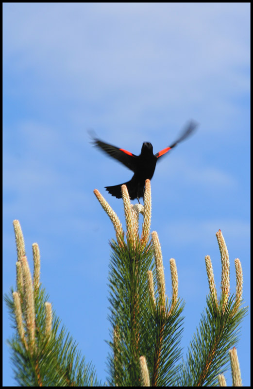 black bird...fly