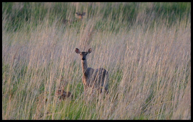 Mom on the lookout