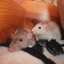 My rats