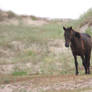 feral horse2