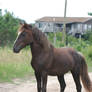 feral horse7