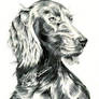 Red Setter in Pencil