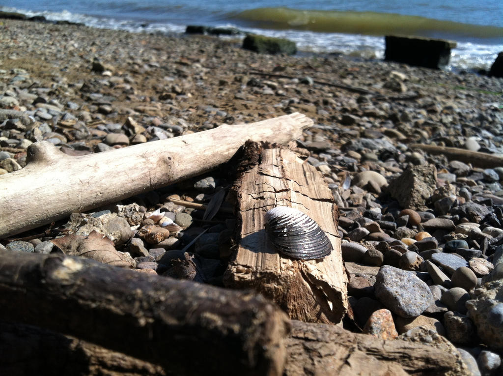 River Shell by AcousticSpazz on DeviantArt