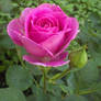 Pink Rose