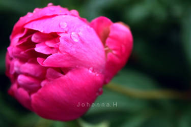 pink flower