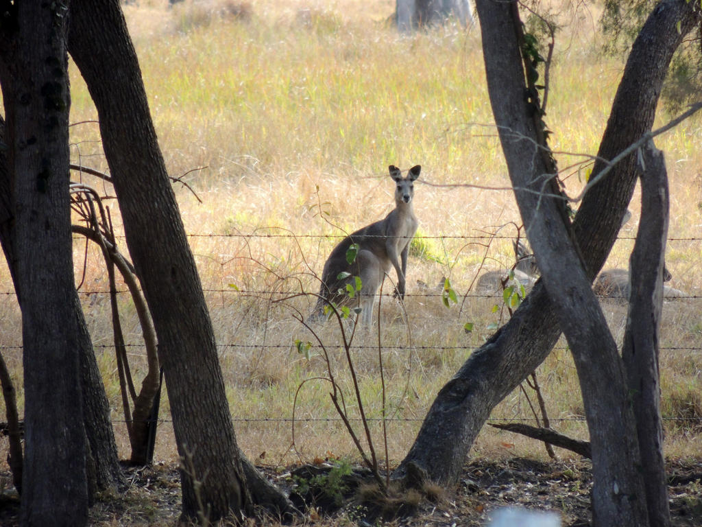 Shoo Roo by eyeluvroses on DeviantArt