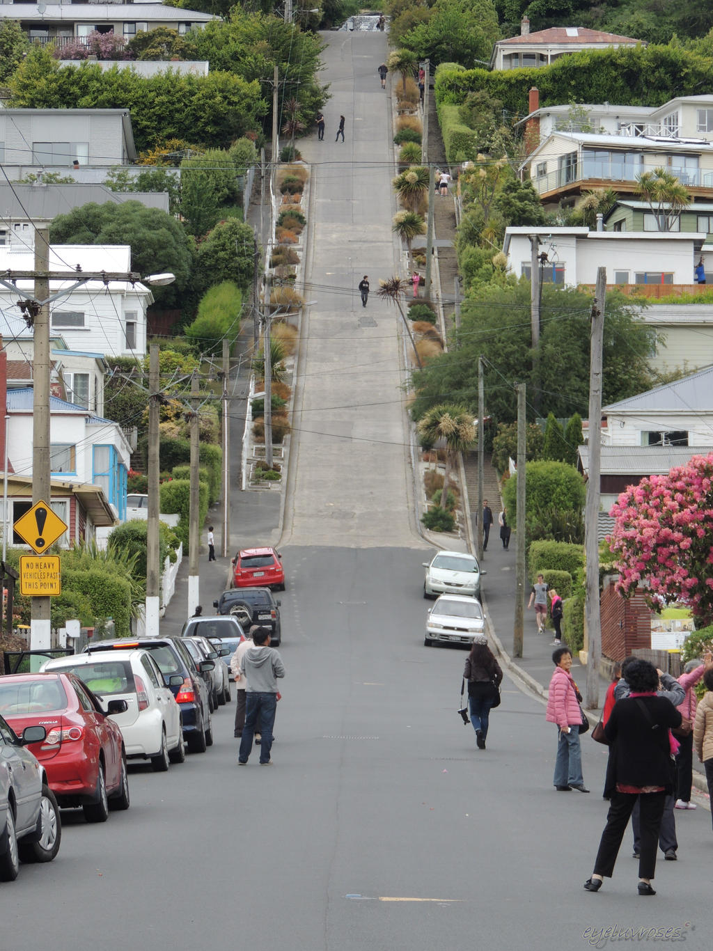 Baldwin Street.New Zealand. worlds steepest street