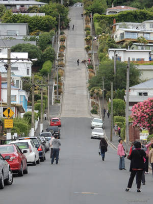 Baldwin Street.New Zealand. worlds steepest street by eyeluvroses