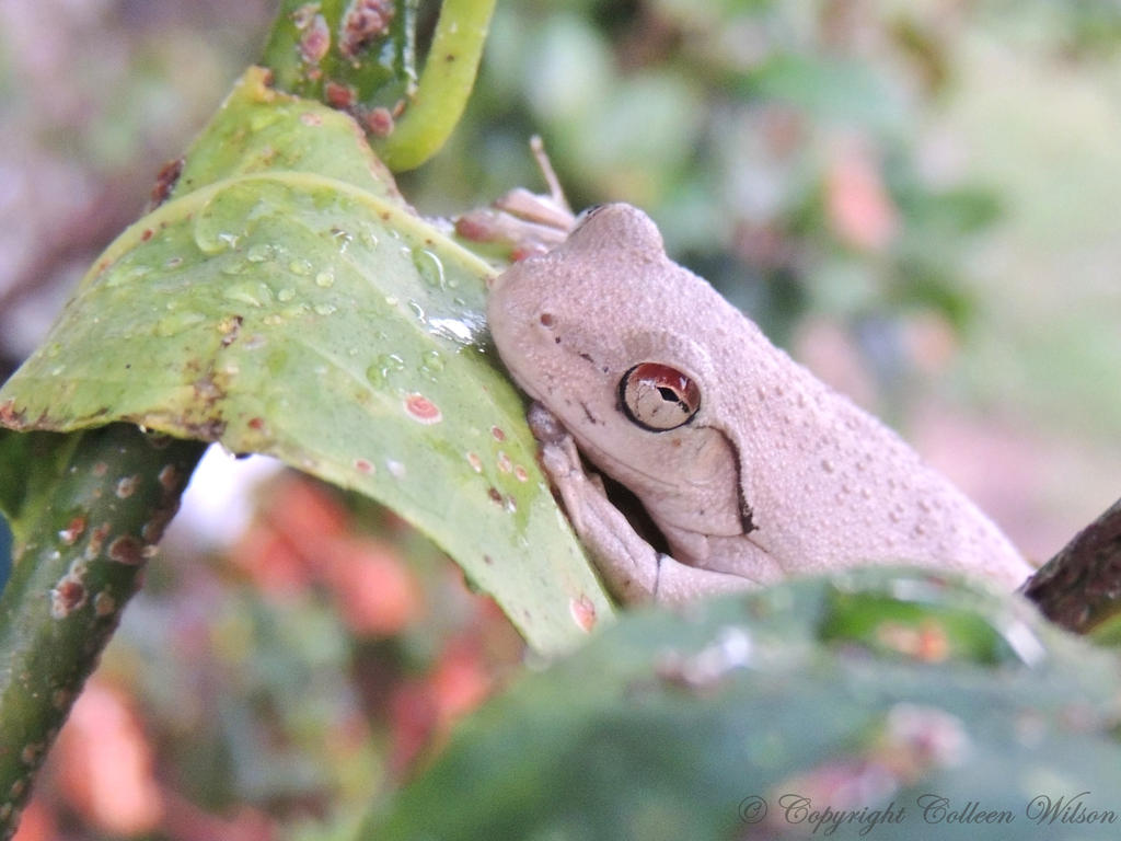 Sand frog by eyeluvroses on DeviantArt