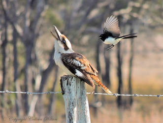 Get away from my nest