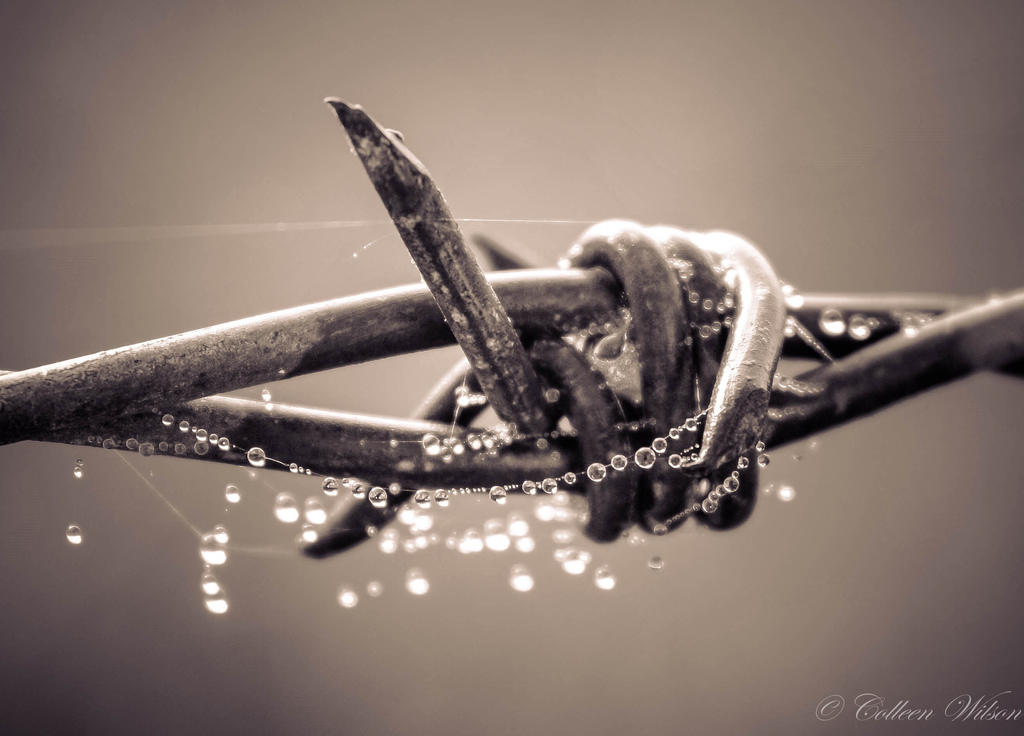 Barbed wire and dew-2