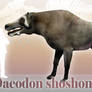 Daeodon shoshonensis