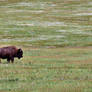 Bison American Lions and Horses