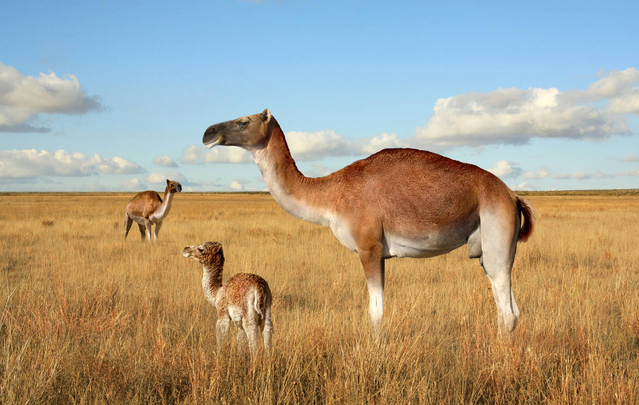 Camelops hesternus by PhilipEdwin