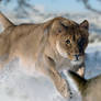 American Lion