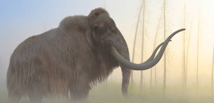 Woolly Mammoth