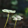 Clover wings