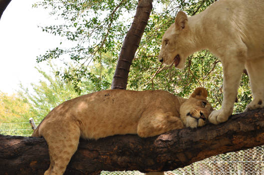 Just hanging on a tree..