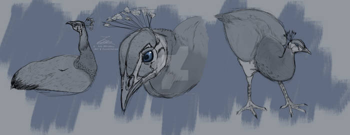 Indian Peahen studies