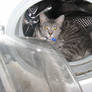 Cat chilling in the washing machine.