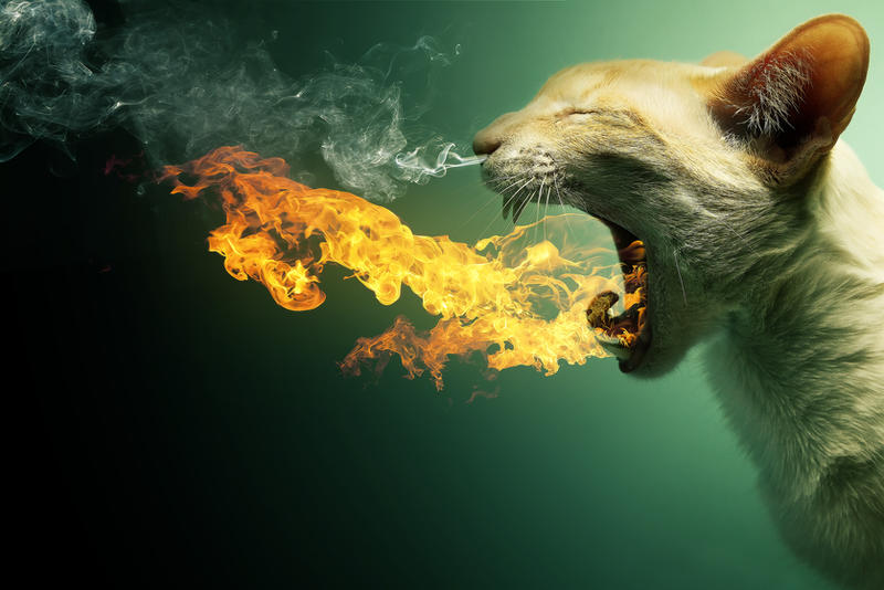 Flaming Cat - Now as DA print by PSHoudini