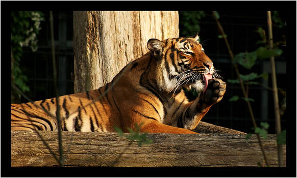 cleaning in the sun