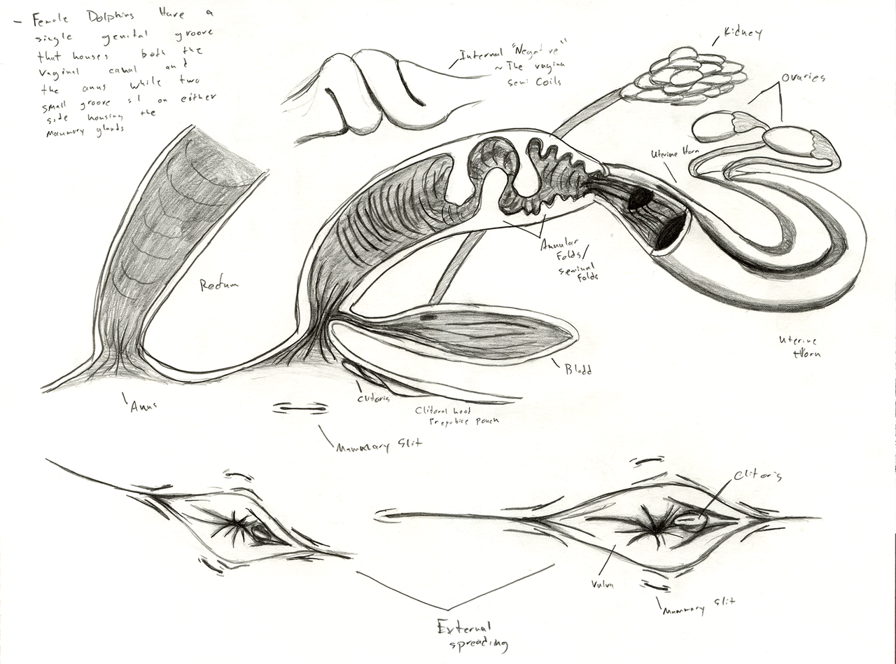 Dolphin Anatomy Female Reproductive System By Adleisio On DeviantArt dolphin-anatomy-female-reproductive-system-by-adleisio-on-deviantart