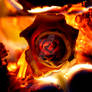 Fire rose