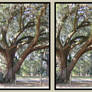 stereoscopic tree