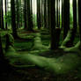 home of the forest's spirit