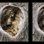 tree hole stereoscopic
