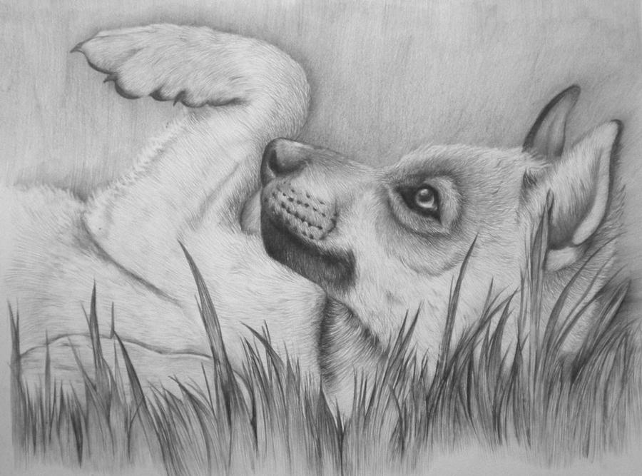 Wolf puppy by Magdalena888 on DeviantArt