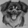 Tibetan spaniel