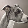 Whippet