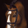 Horse portrait - soft pastels
