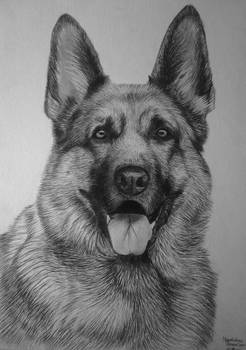 German shepherd