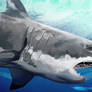 Mighty Great White Shark