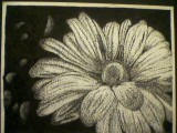 Stipple Flower